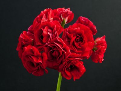 red rosebud